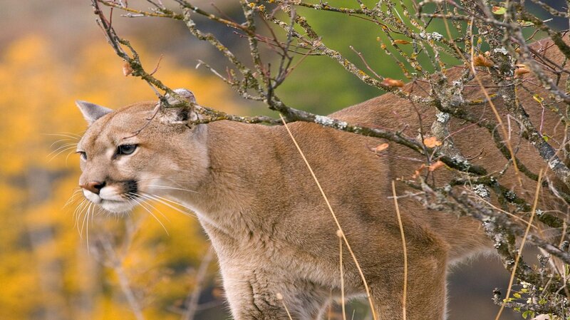Cougar in Forest — Brown, Alert, Autumn