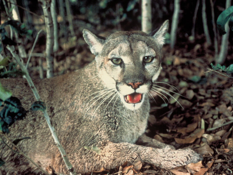 Cougar in Forest — Brown, Alert, Photograph