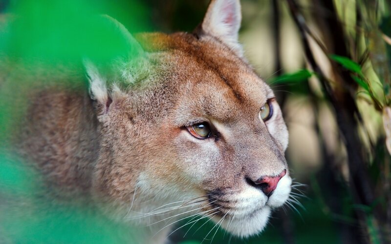 Cougar in Forest — Brown, Alert, Photograph, Trees