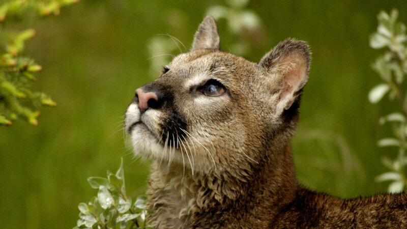 Cougar in Forest — Brown, Alert