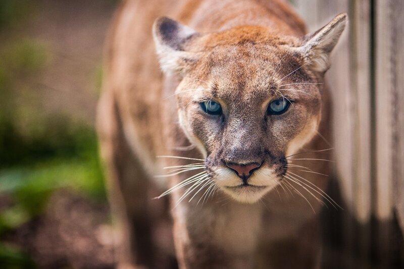 Cougar in Forest — Brown, Intense, Photograph
