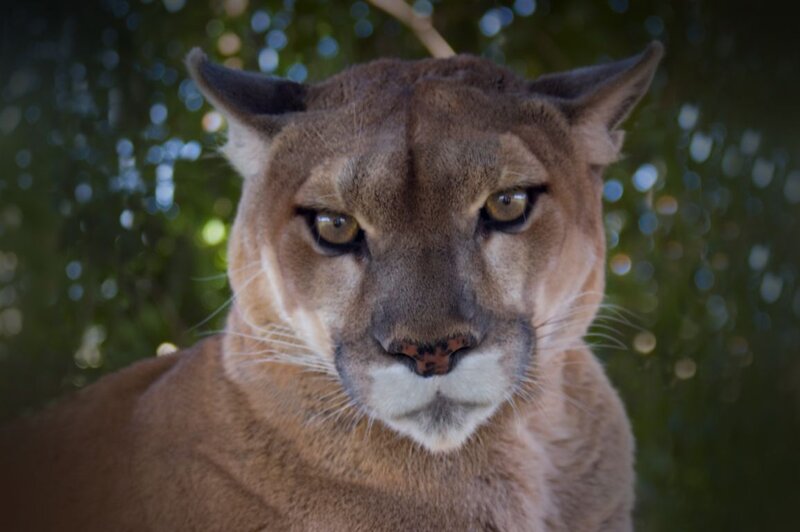 Cougar in Forest — Brown, Intense