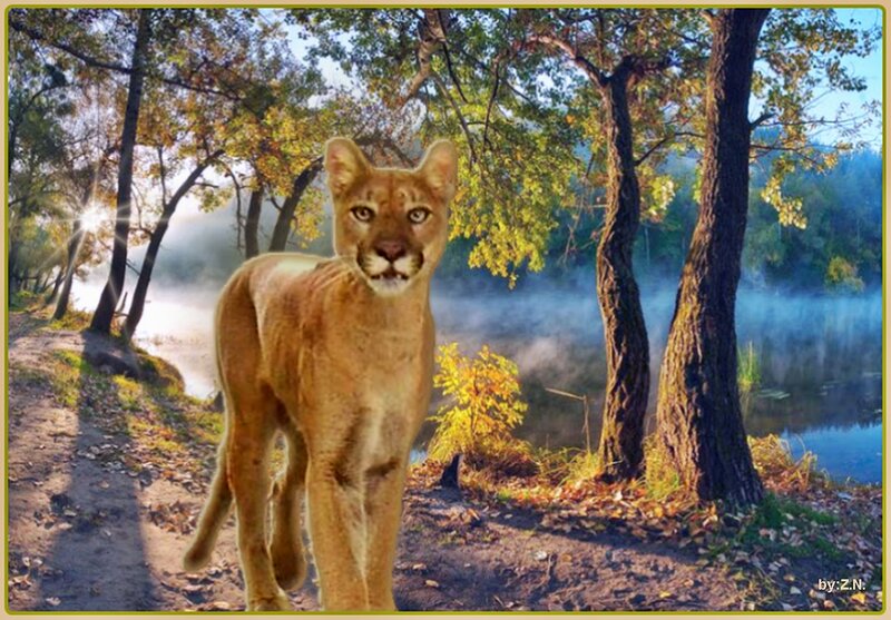 Cougar in Forest — Brown, Serene