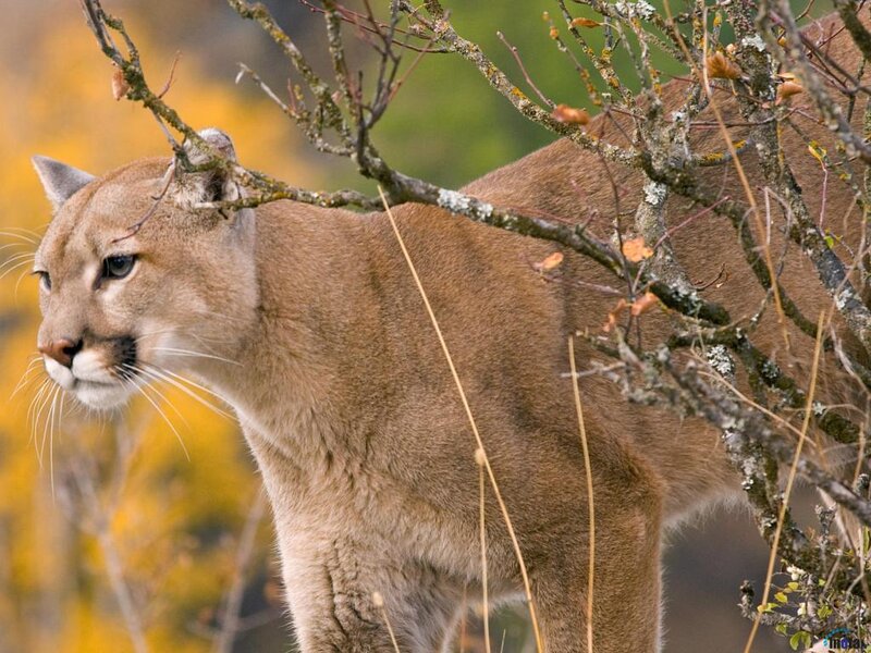 Cougar in Forest — Brown