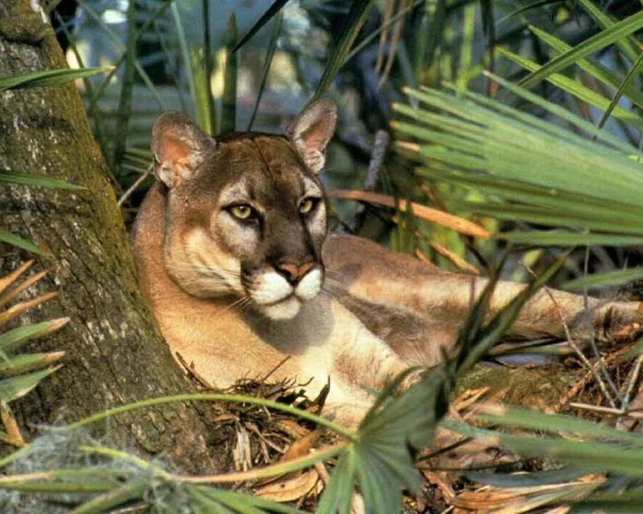 Cougar in forest foliage