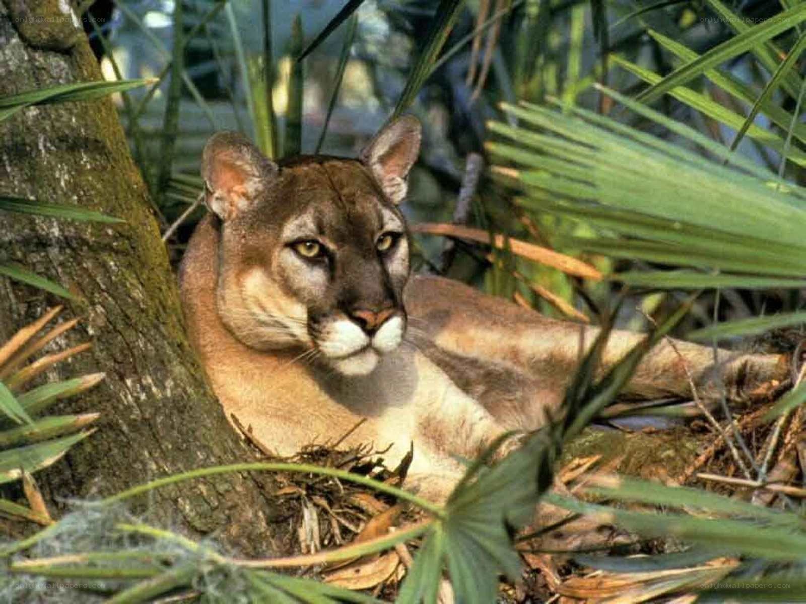 Cougar in forest foliage