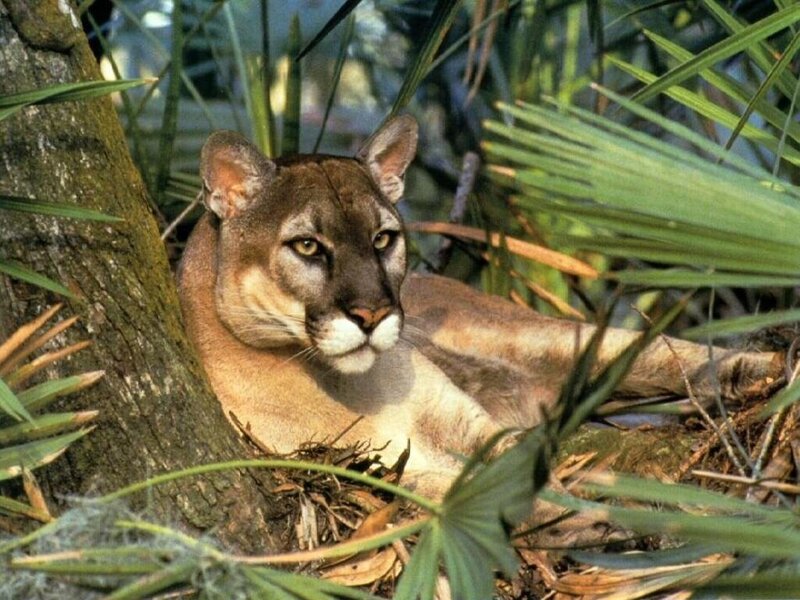 Cougar in forest foliage