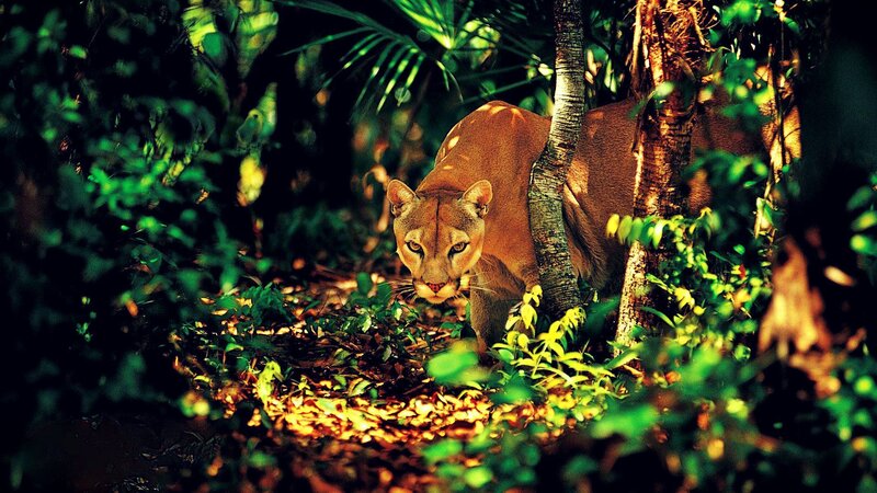 Cougar in Forest — Green, Dramatic