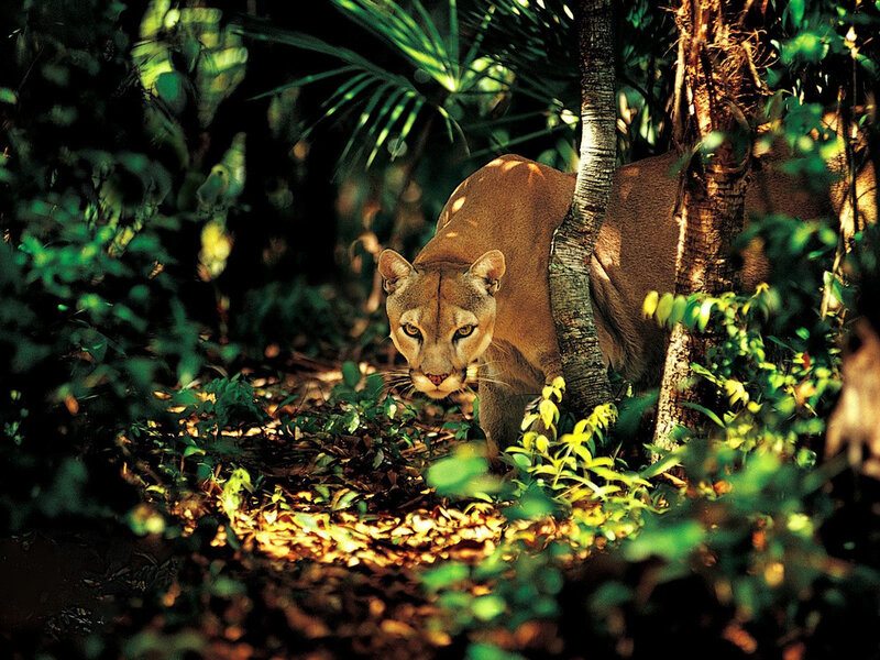 Cougar in Forest — Green, Natural