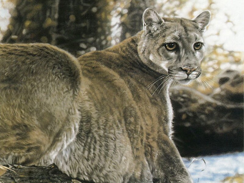 Cougar in forest