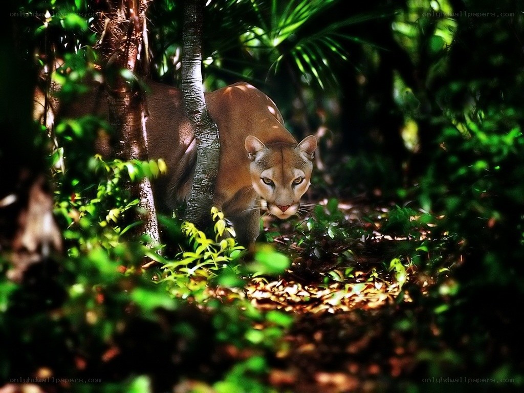 Cougar in forest undergrowth