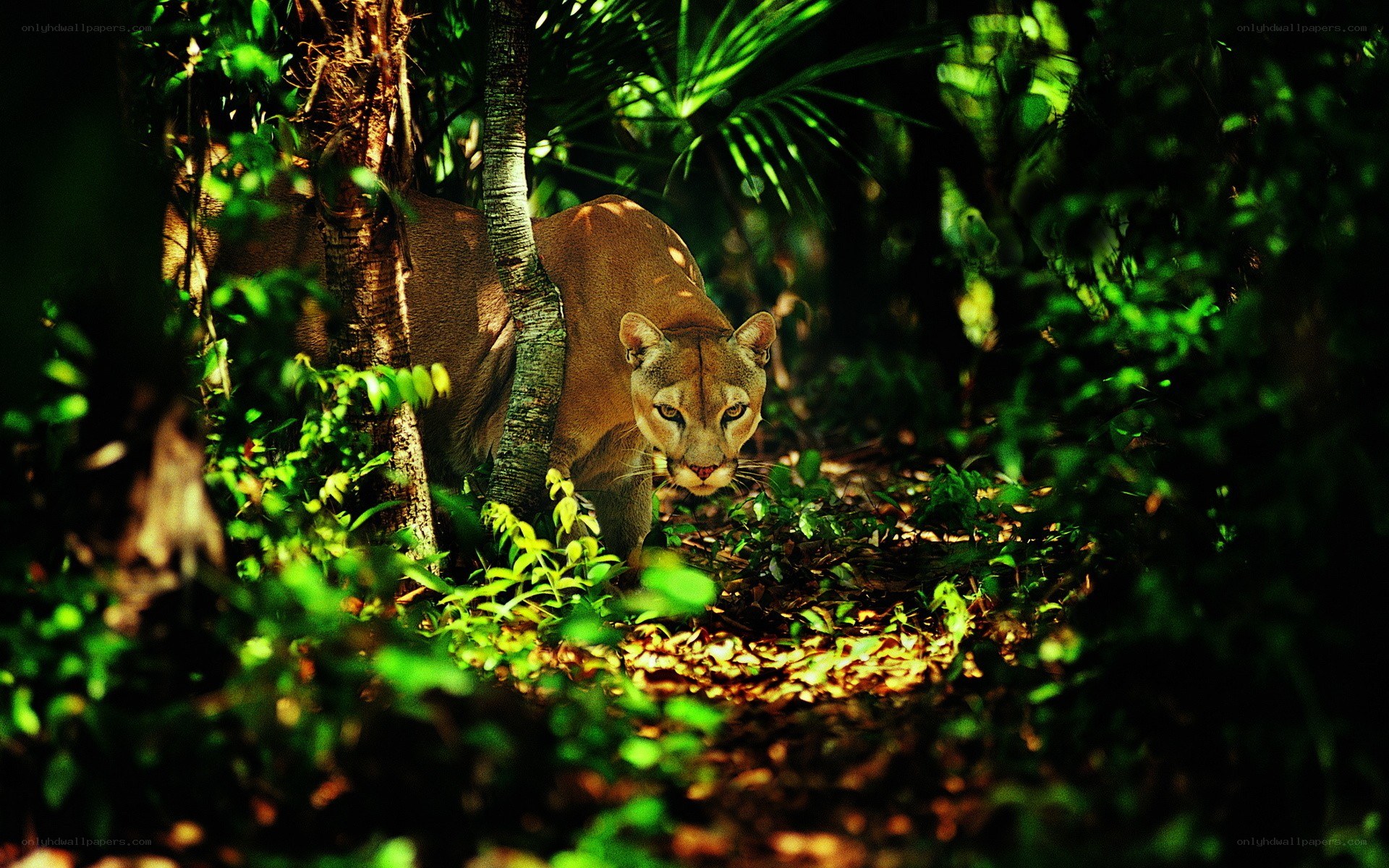 Cougar in forest undergrowth