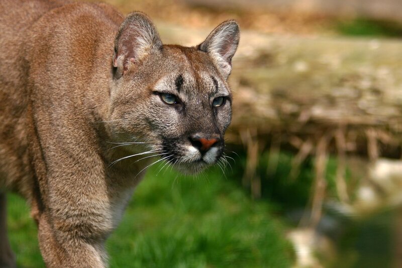 Cougar in Grass — Brown, Alert, Afternoon, Photograph, Log