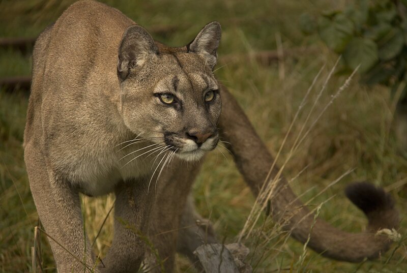 Cougar in Grass — Brown, Alert, Afternoon, Photograph, Tail