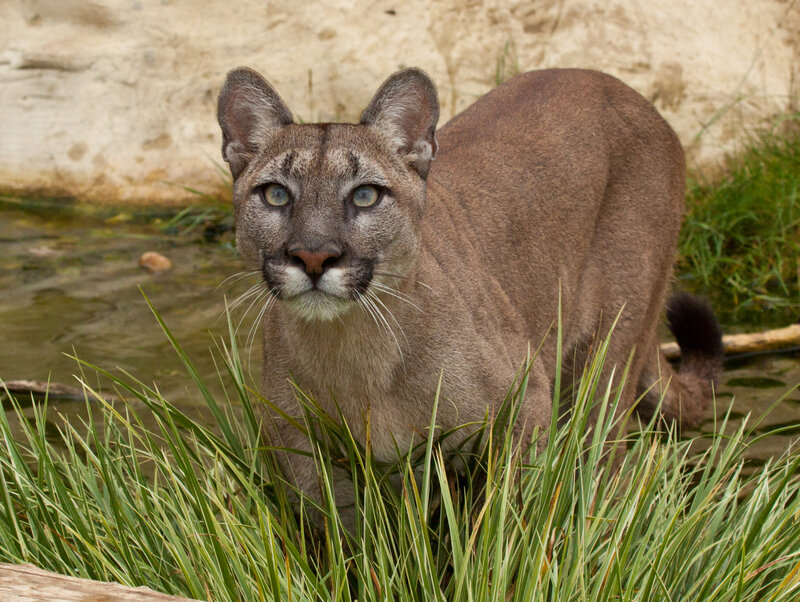 Cougar in Grass — Brown, Alert, Afternoon, Photograph