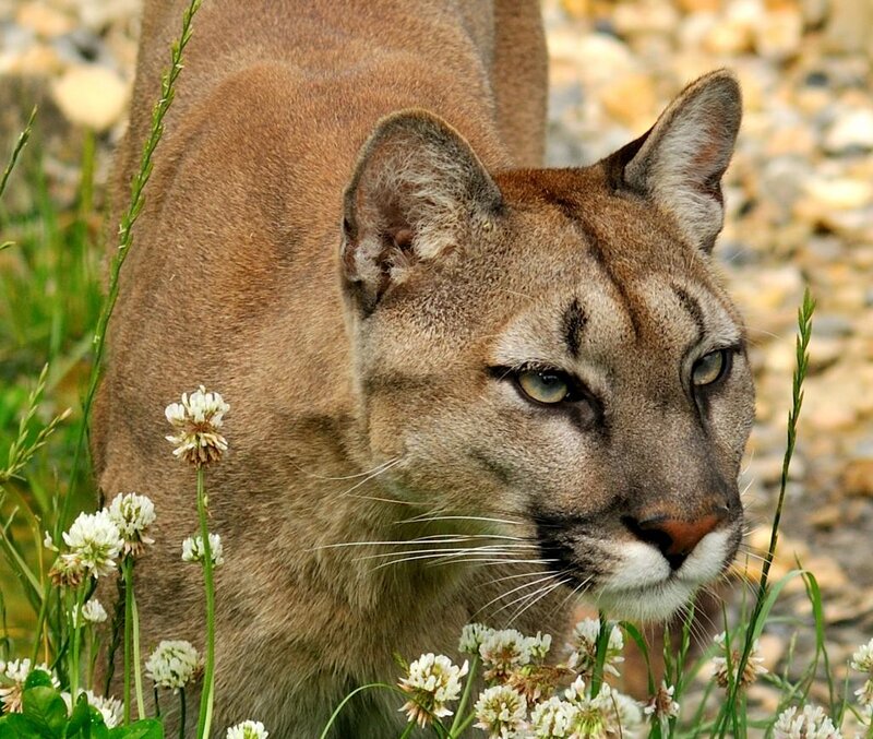 Cougar in Grass — Brown, Alert, Afternoon