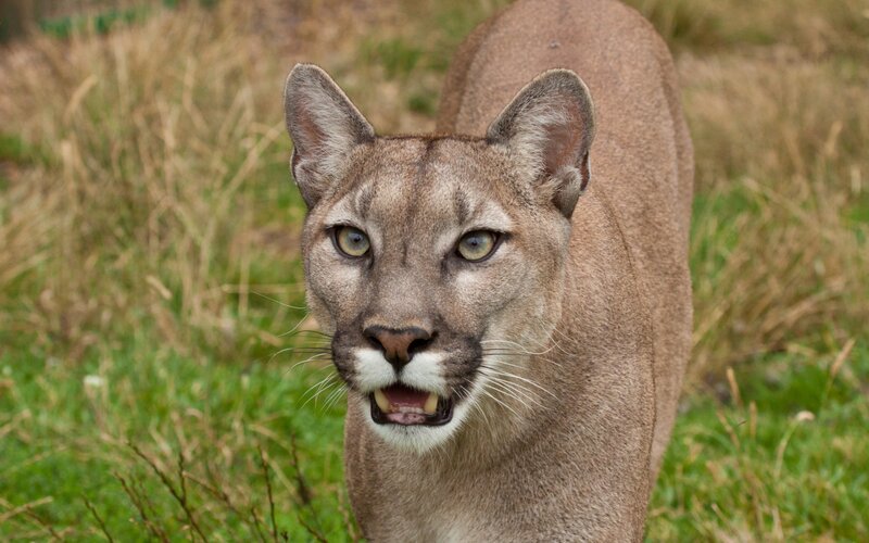 Cougar in Grass — Brown, Alert, Photograph
