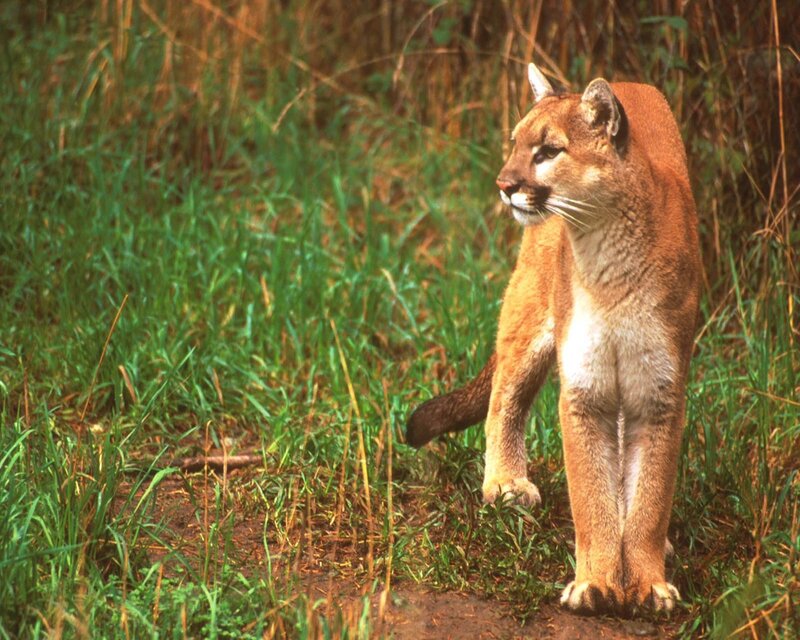 Cougar in Grass — Brown, Alert