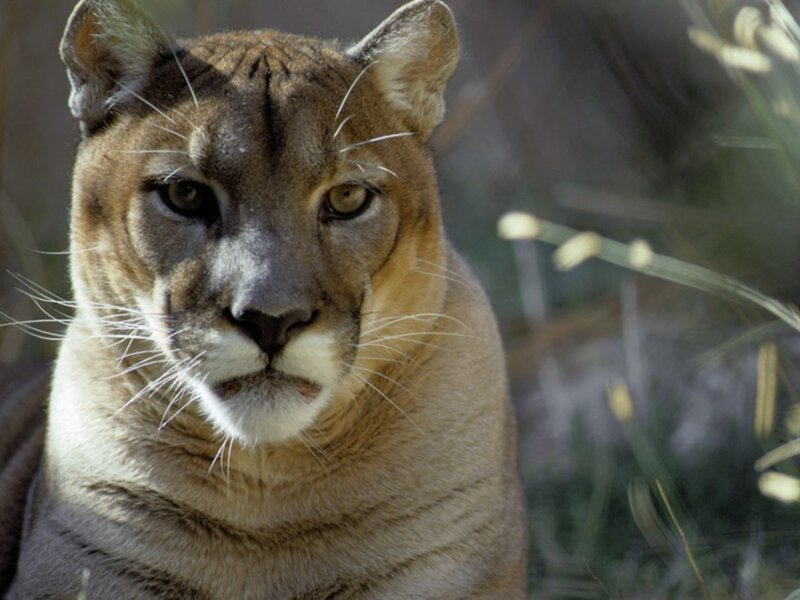 Cougar in Grass — Brown