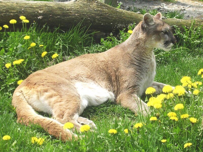 Cougar in Grass — Green