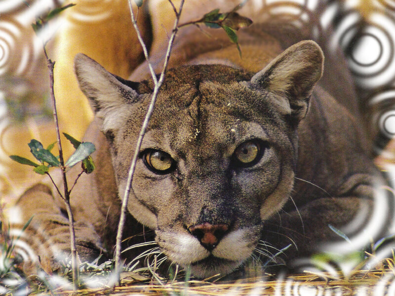 Cougar in Grass
