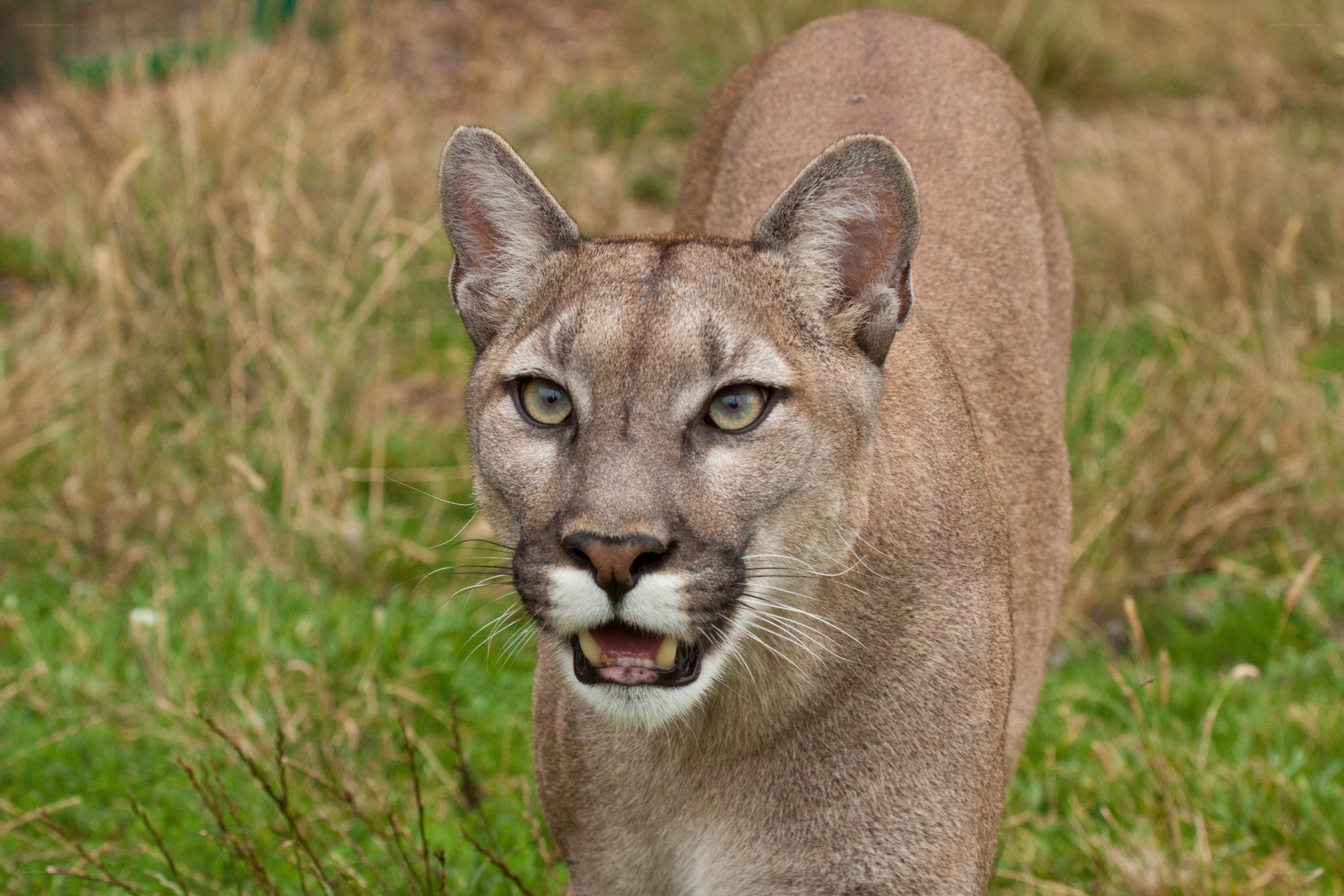 Cougar in grassy field