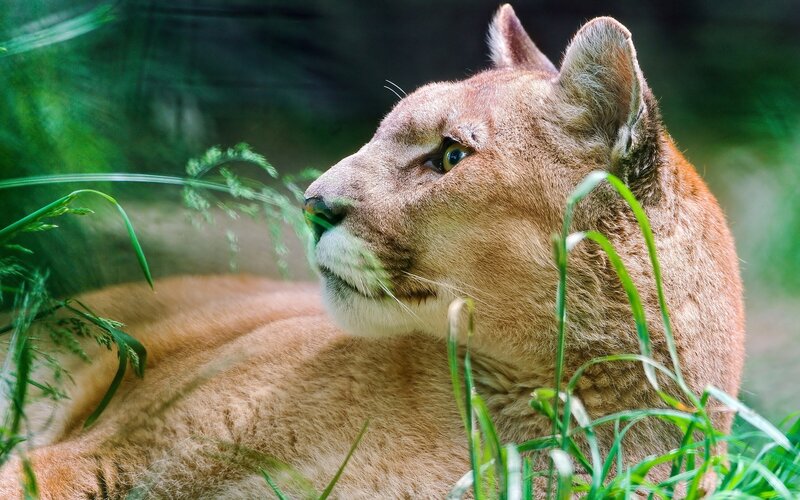 Cougar in grassy setting