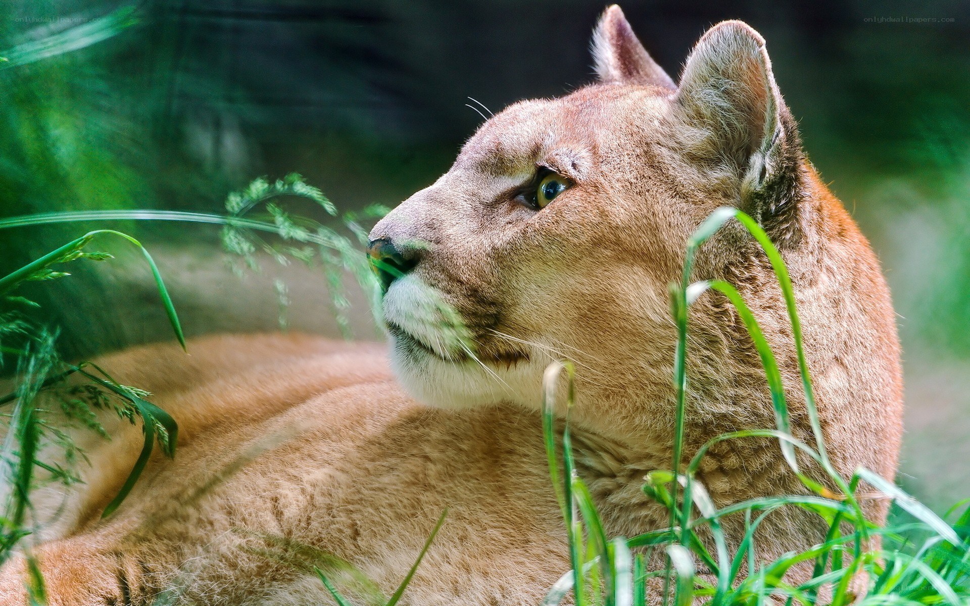 Cougar in grassy setting