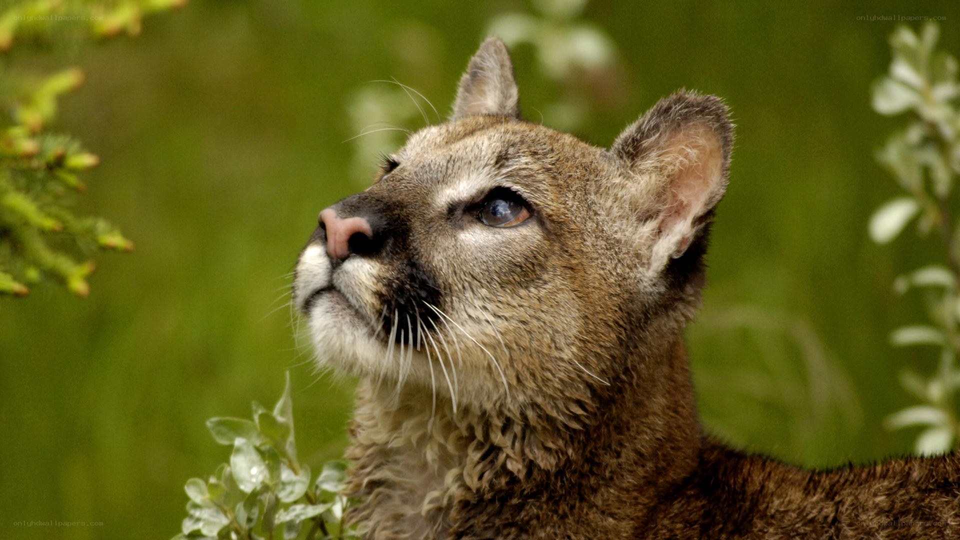 cougar in green foliage