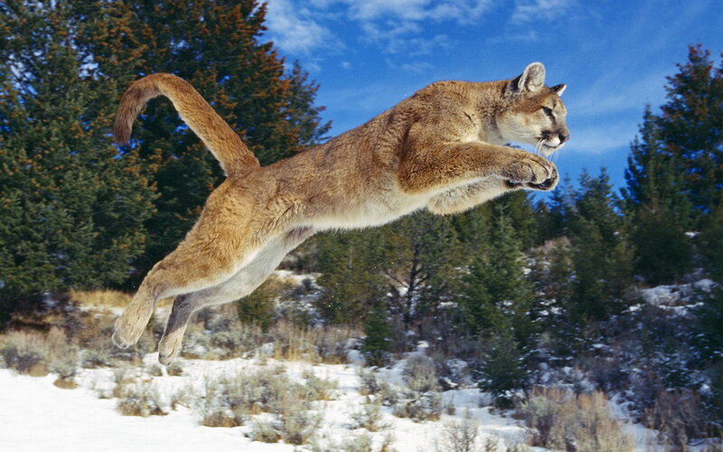 Cougar in Mid-leap — Brown, Dynamic