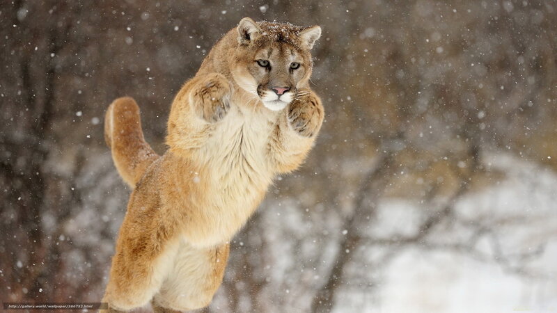 Cougar in Mid-leap — Brown, Dynamic, Winter