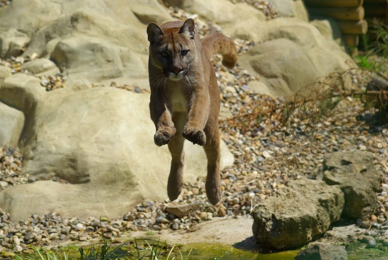 Cougar in Mid-leap — Brown