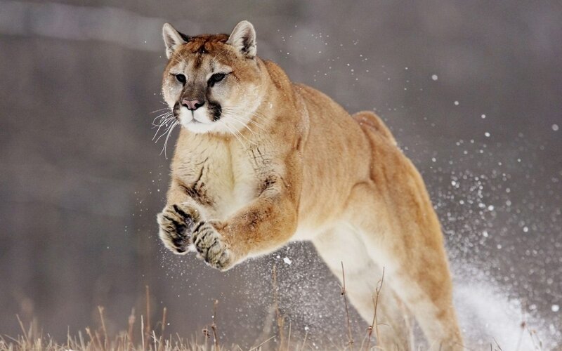 Cougar in mid-leap