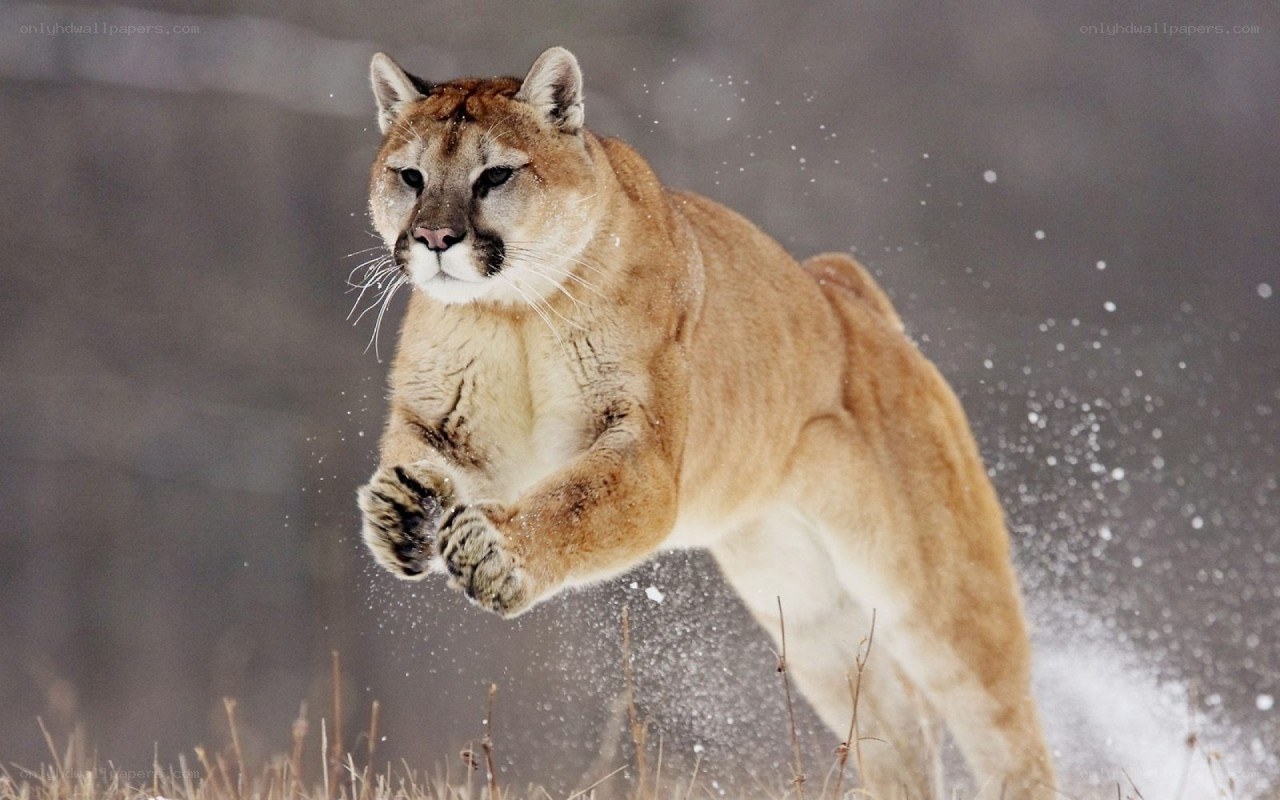 Cougar in mid-leap