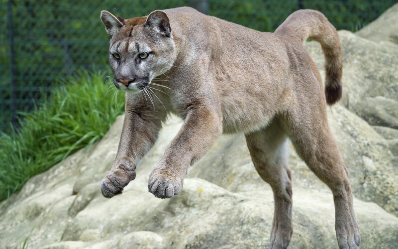 Cougar in Motion