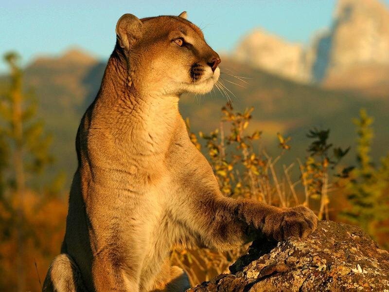 Cougar in mountain landscape