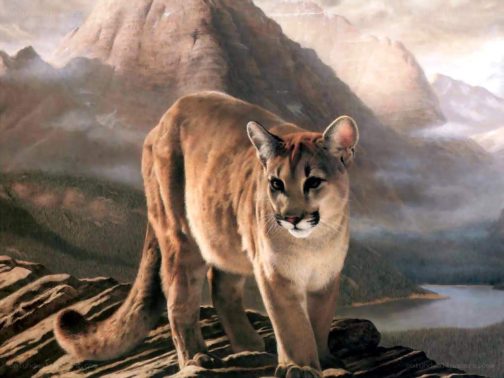 Cougar in mountain landscape