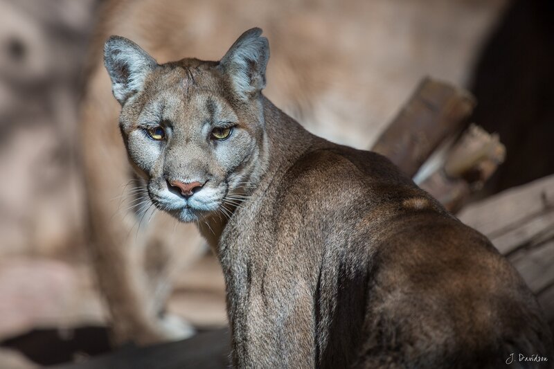 cougar in natural habitat