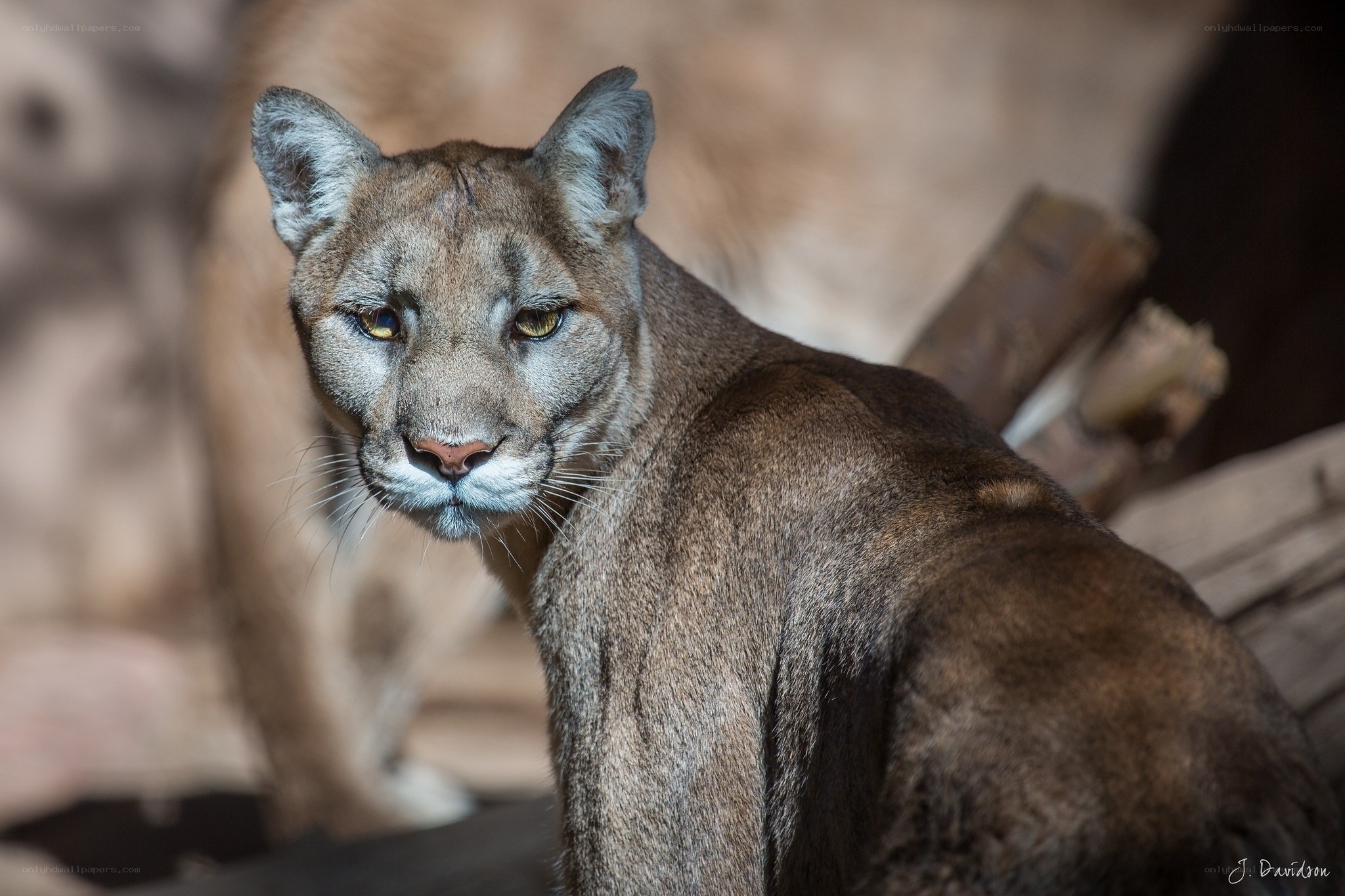 cougar in natural habitat