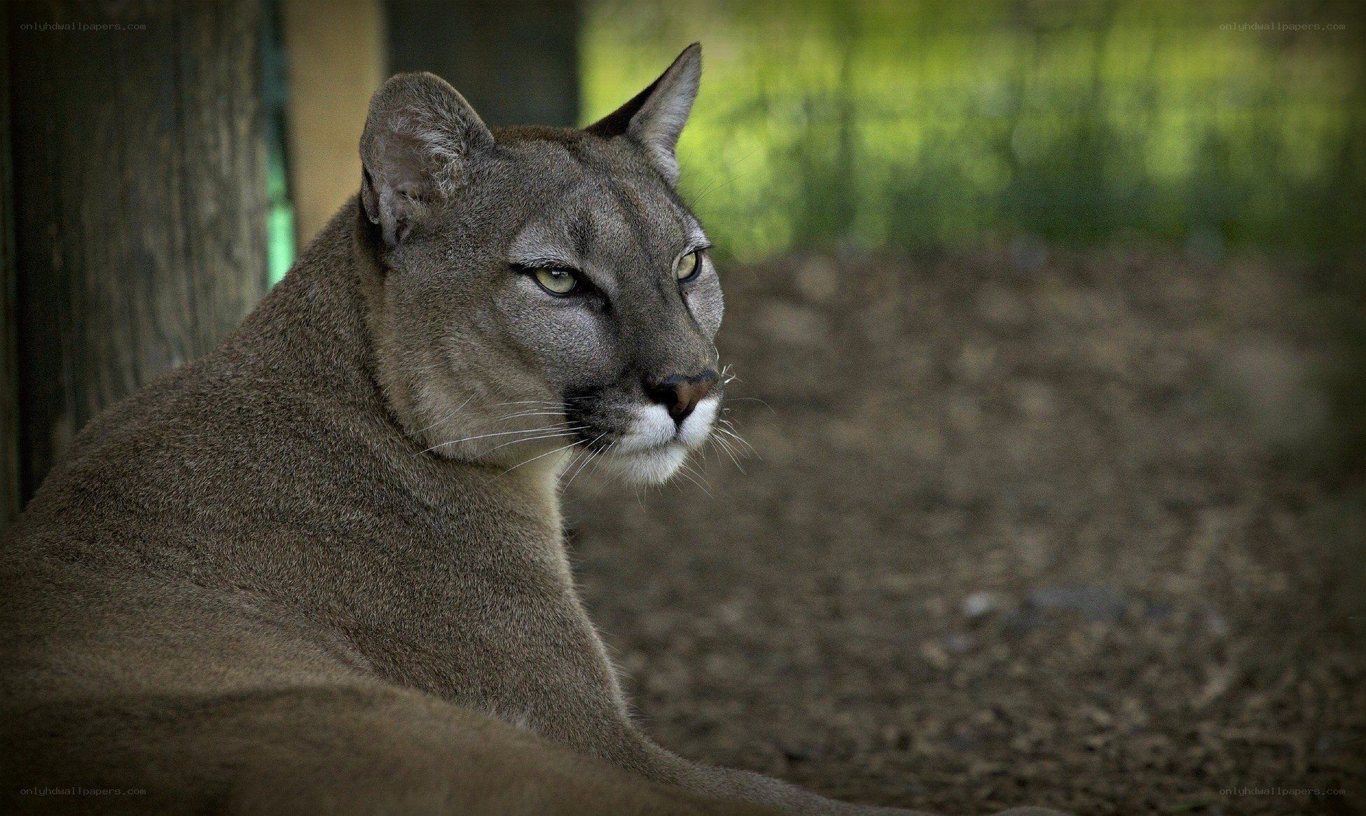 cougar in natural setting