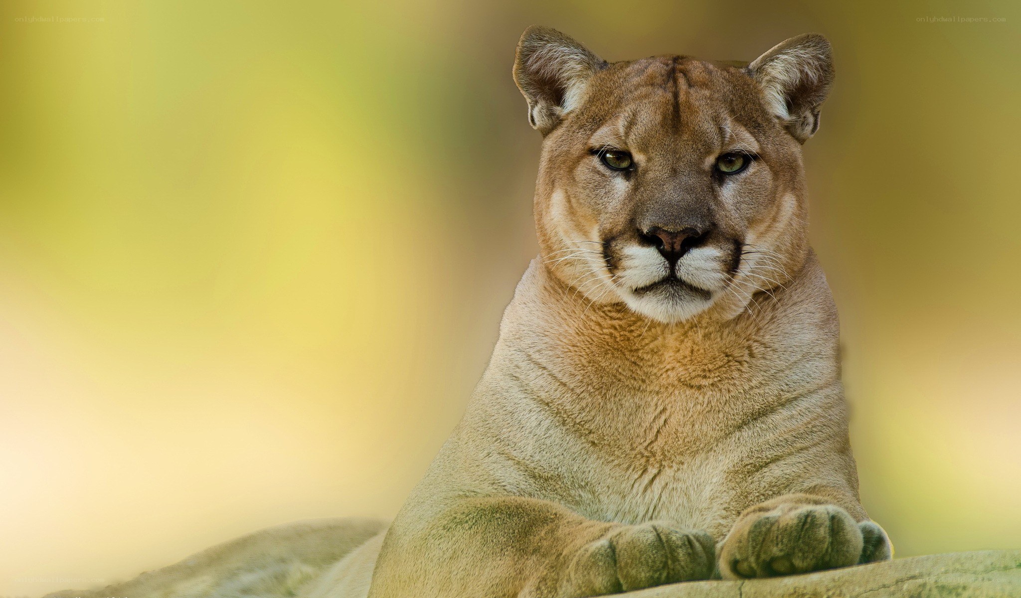 cougar in natural setting