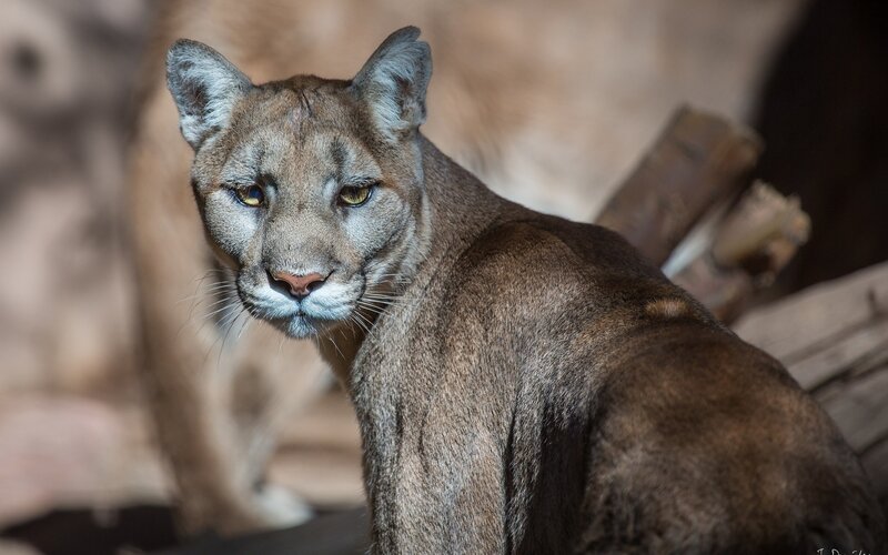 Cougar in Natural Setting — Brown, Alert