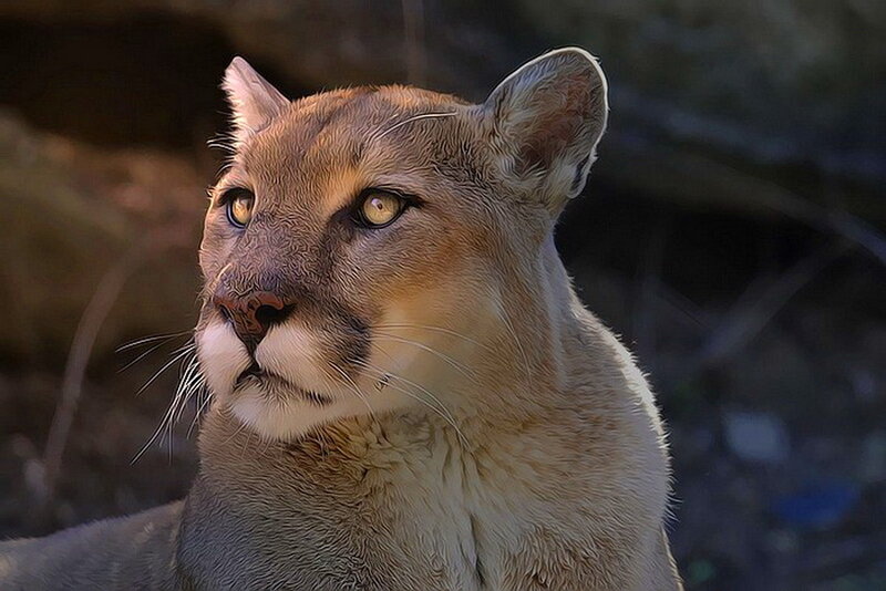 Cougar in Natural Setting — Brown