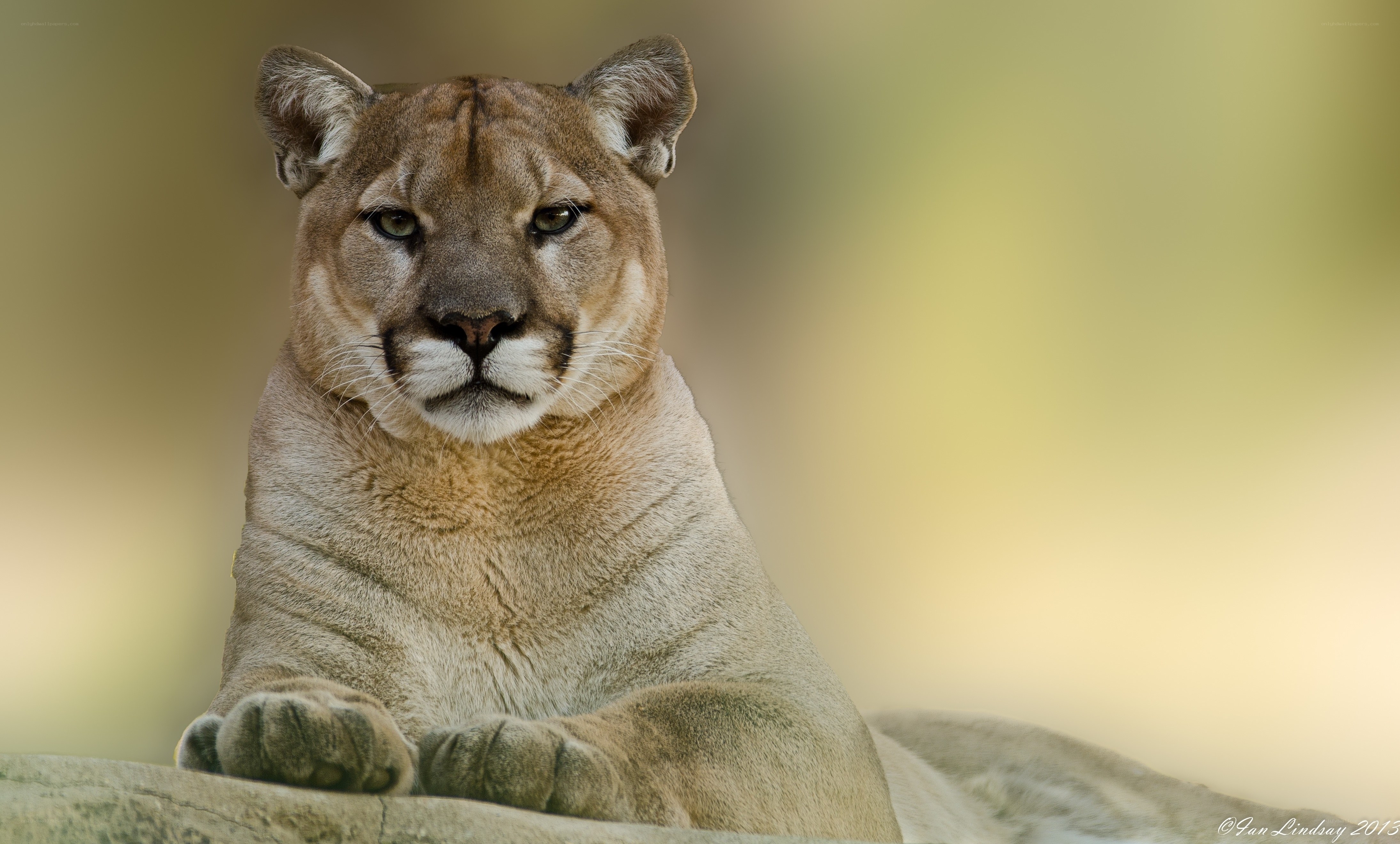 cougar in natural setting