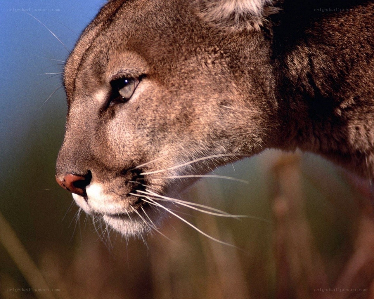 Cougar in profile