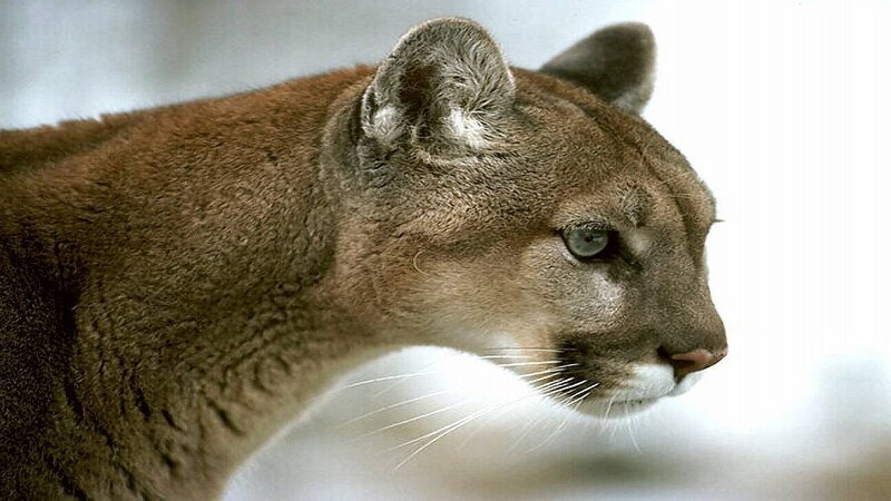 cougar in profile