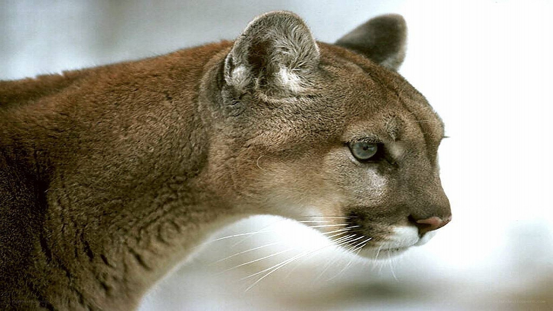 cougar in profile