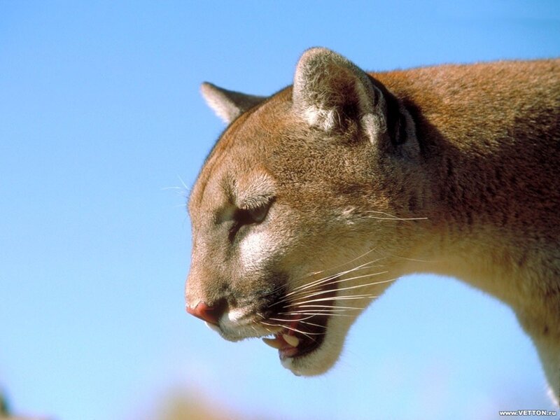 Cougar in profile against blue sky