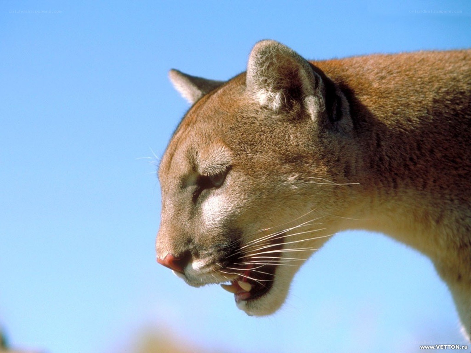Cougar in profile against blue sky