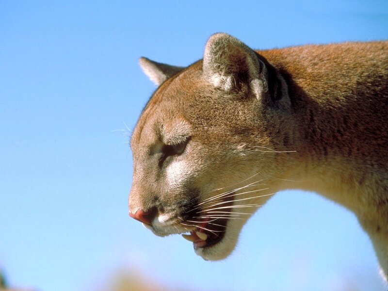 Cougar in profile against blue sky